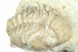Curled Kainops Trilobite - Black Cat Mountain, Oklahoma #362994-3